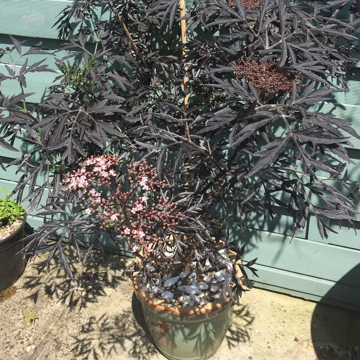 acer palmatum “black lace” - slika 3