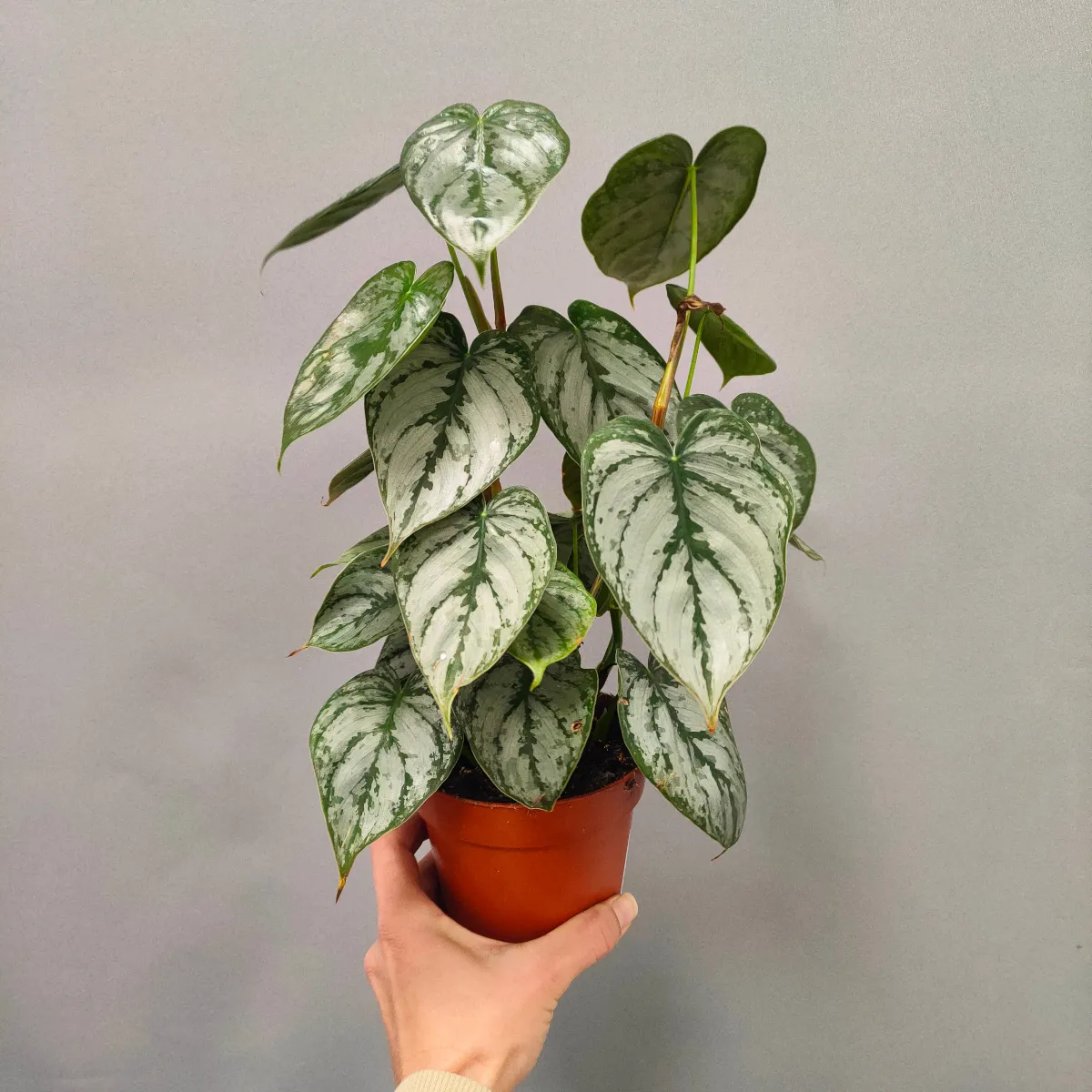 philodendron “brandtianum” - slika 2