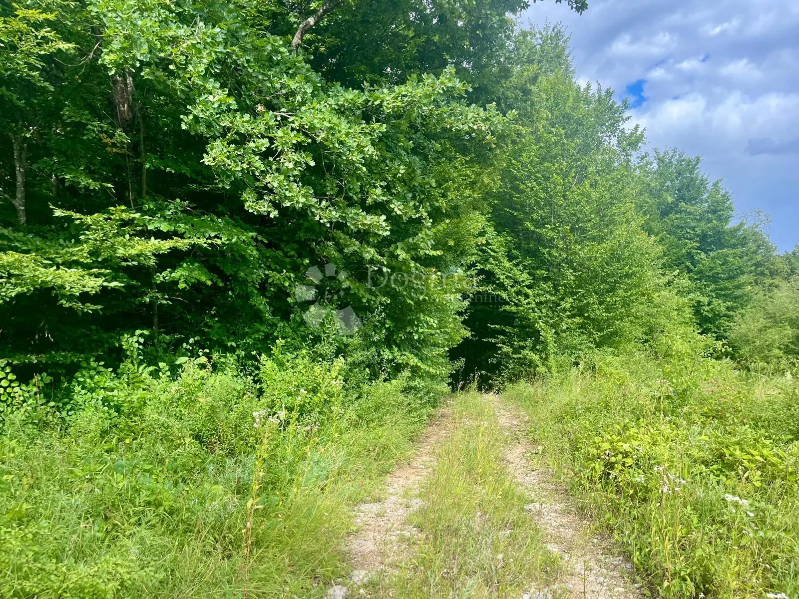 zemljište s vizijom – 20 ha netaknute prirode 10 minuta od plitvičkih jezera - slika 9