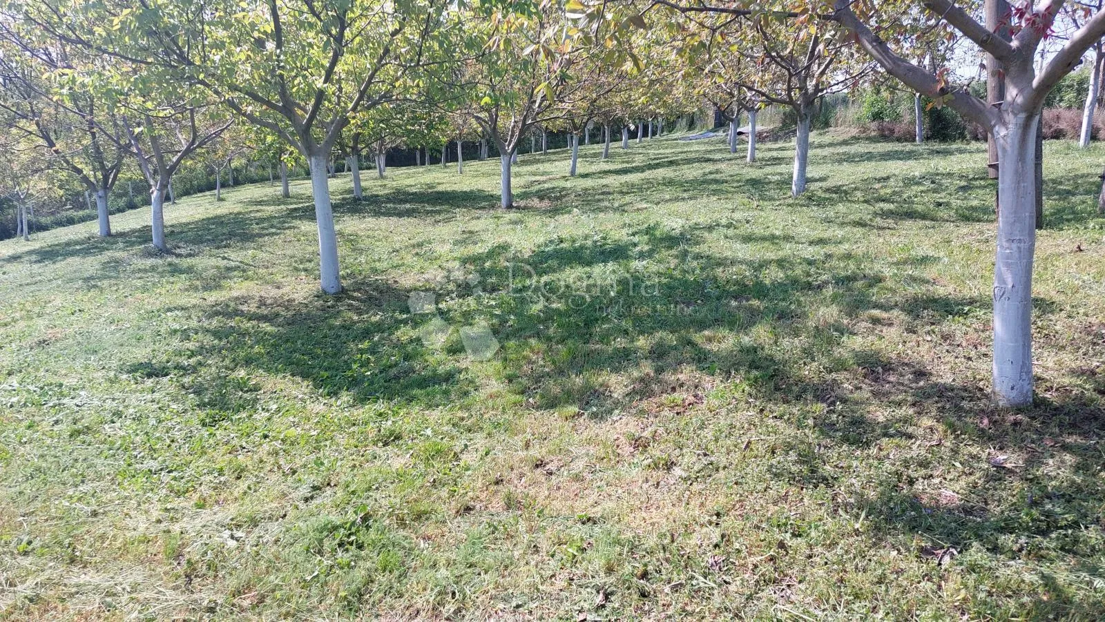 ograđen voćnjak s nasadom oraha i lješnjaka! - slika 5
