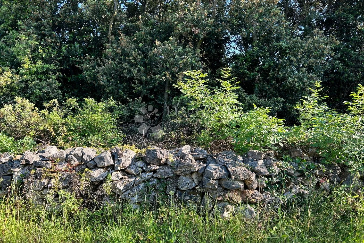 rovinj – rjetkost, odličan maslinik 300 m od mora - slika 18