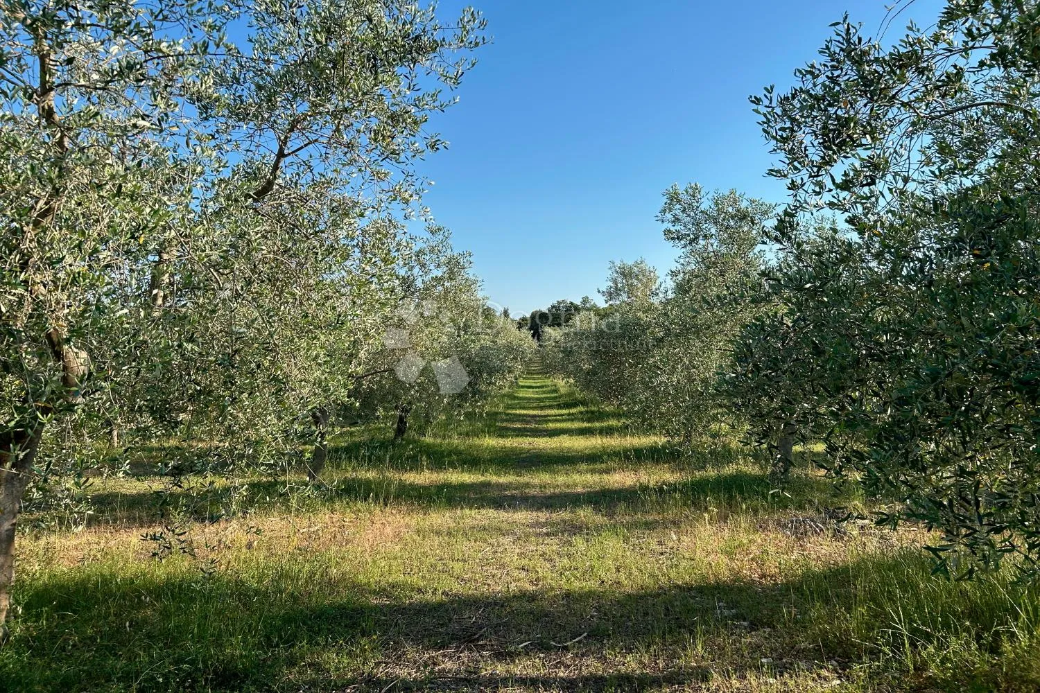 rovinj – perfektan maslinik 5 km od rovinja - slika 14