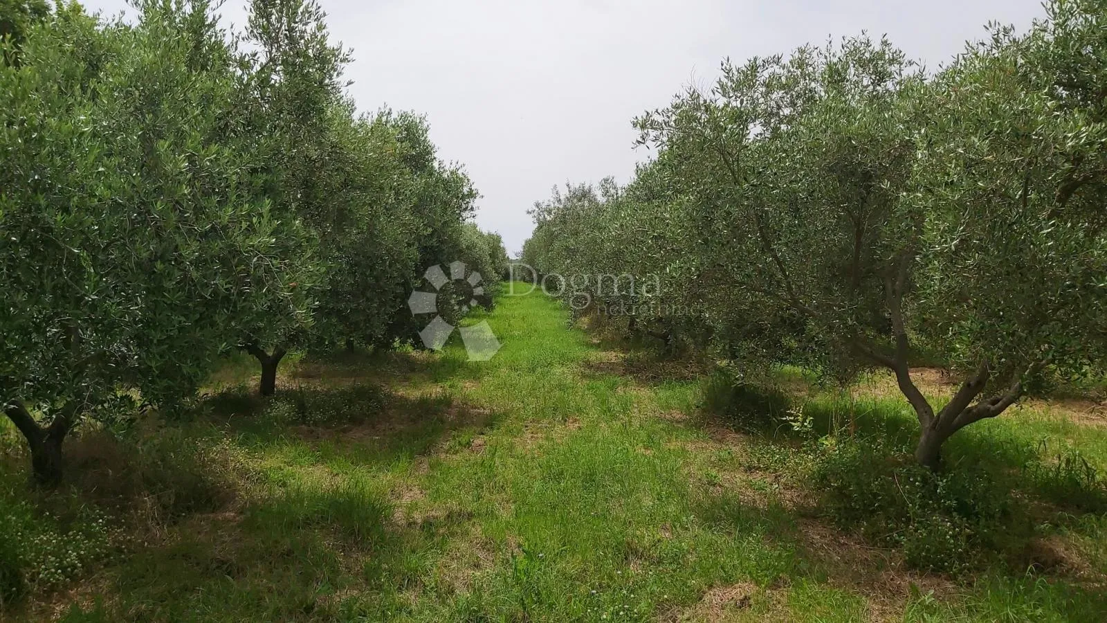 maslinik s preko 500 stabala maslina, okolica kanfanara - slika 2