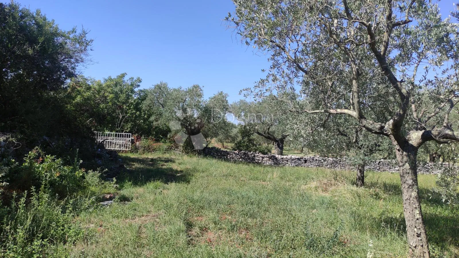 poljoprivredno zemljište - maslinik 950 m od mora - slika 2