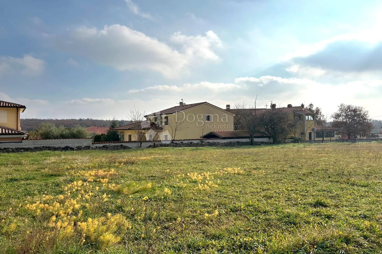 vodnjan – prostrana ravna parcela, suhozid, masline - slika 4
