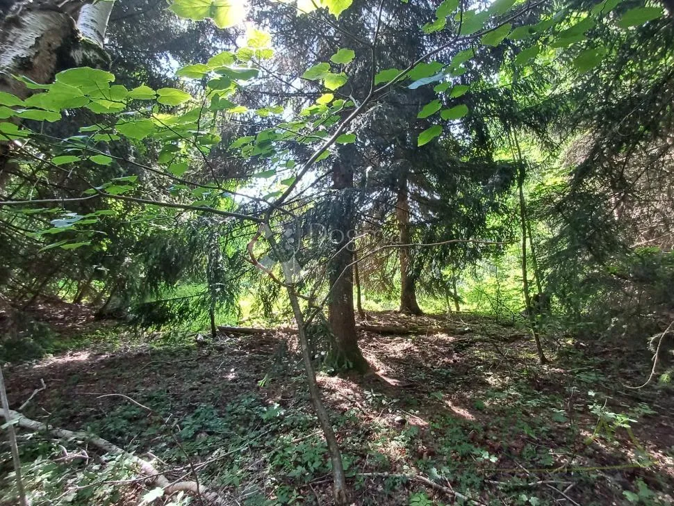 prilika! gradjevinsko zemljište s crnogoričnom šumom i pogledom na dolinu - kupjak - slika 4