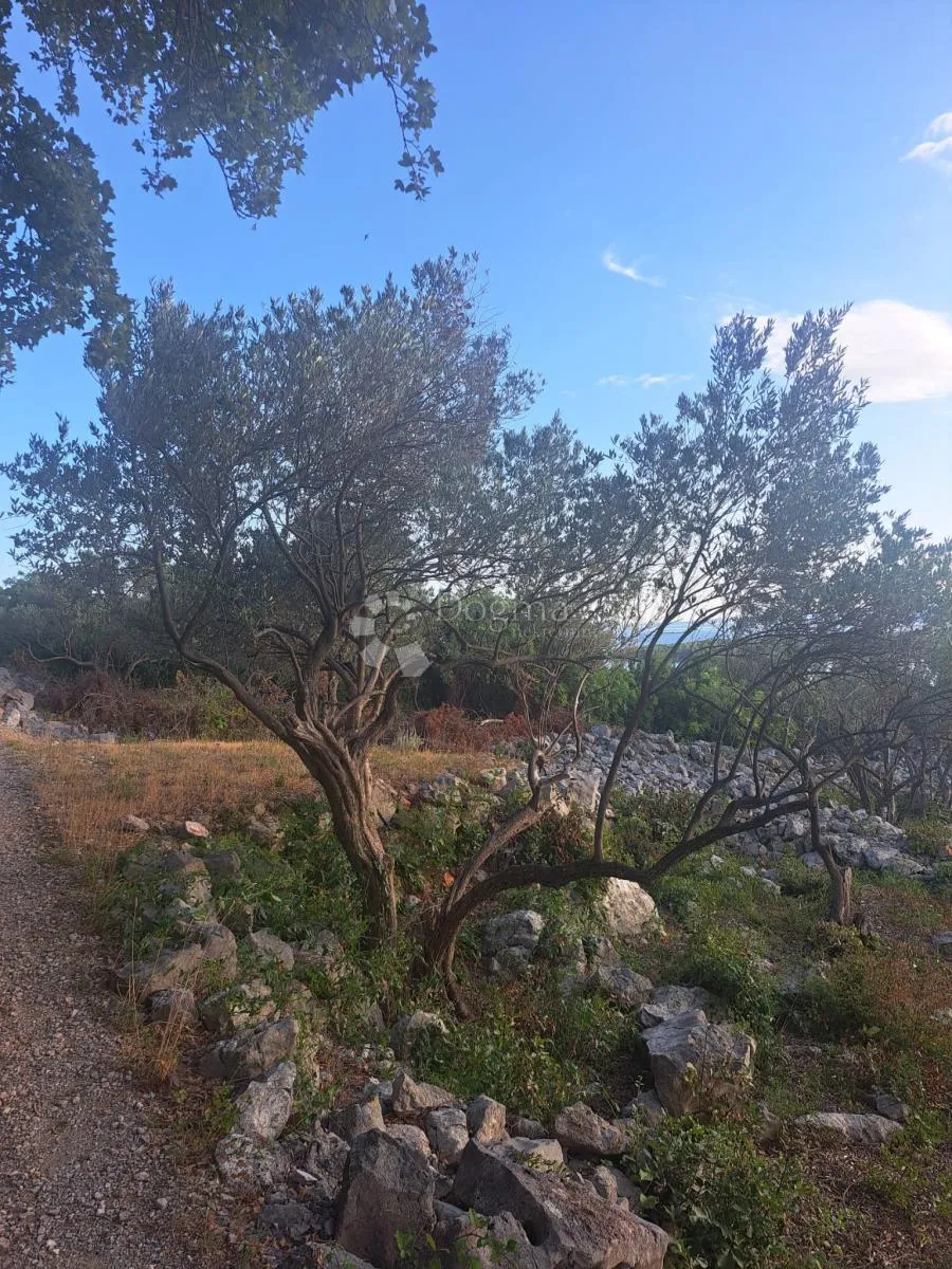 vaš kutak mediterana – maslinik s pogledom na more - slika 4