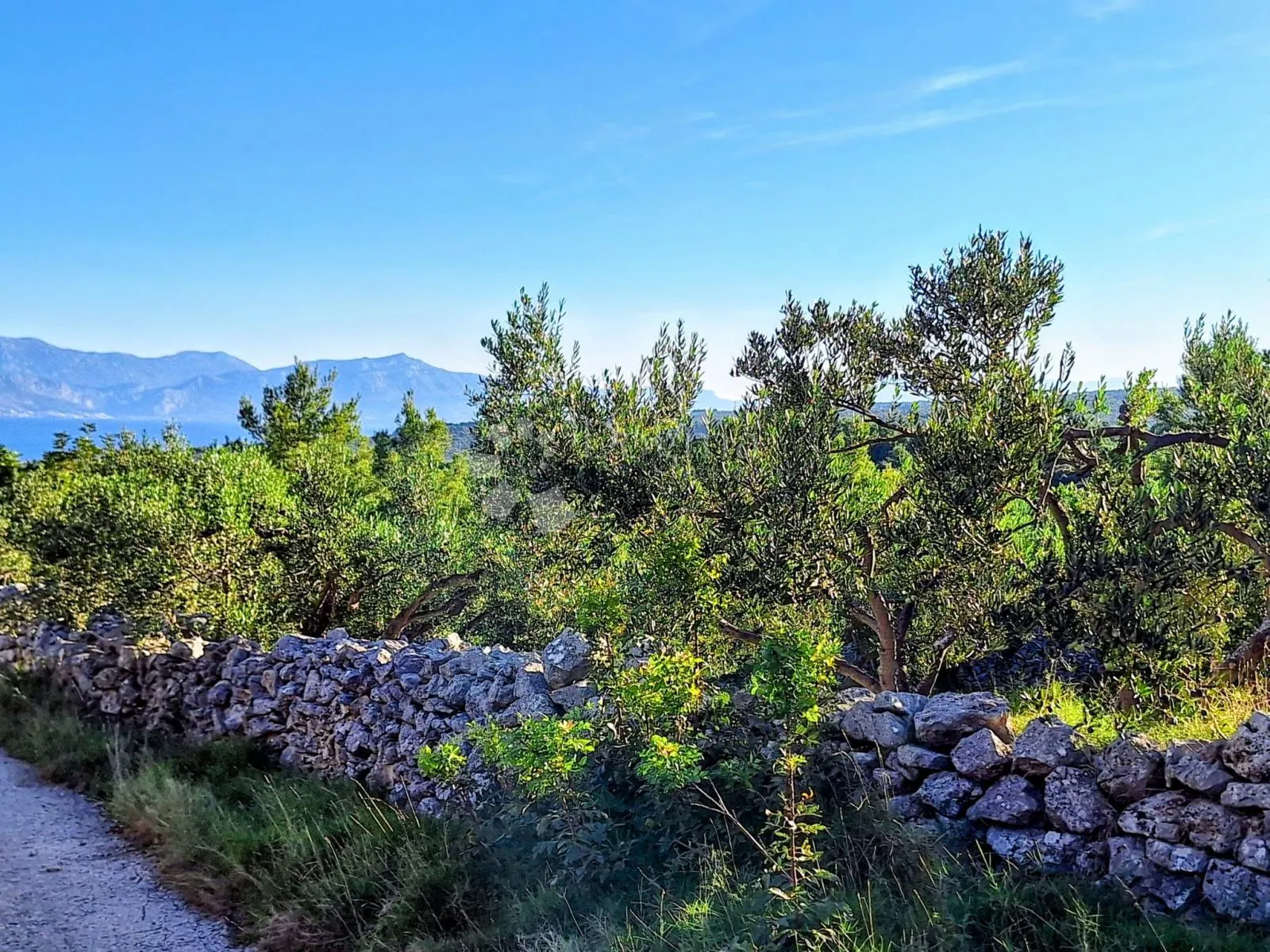 poljoprivredno zemljište na odličnoj lokaciji – mirca, brač - slika 8