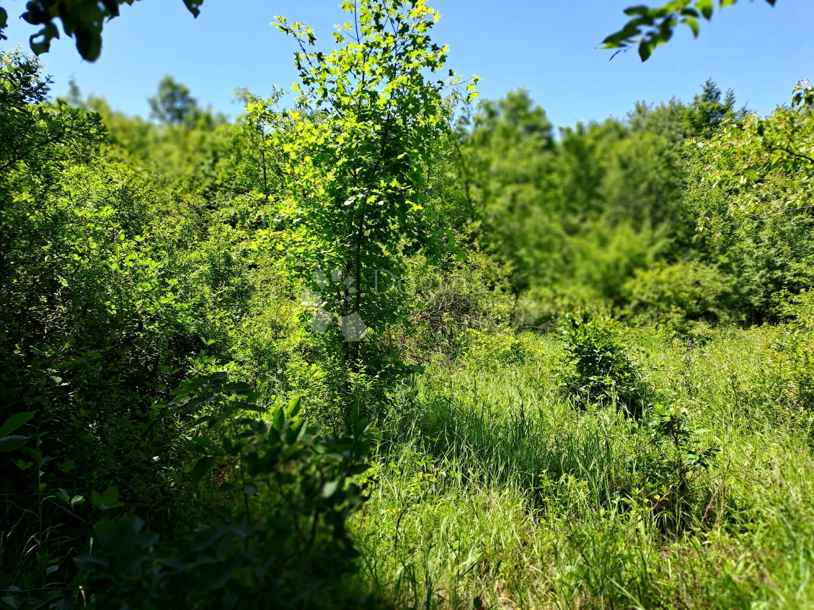 šumska farma 40 km od zg - slika 5