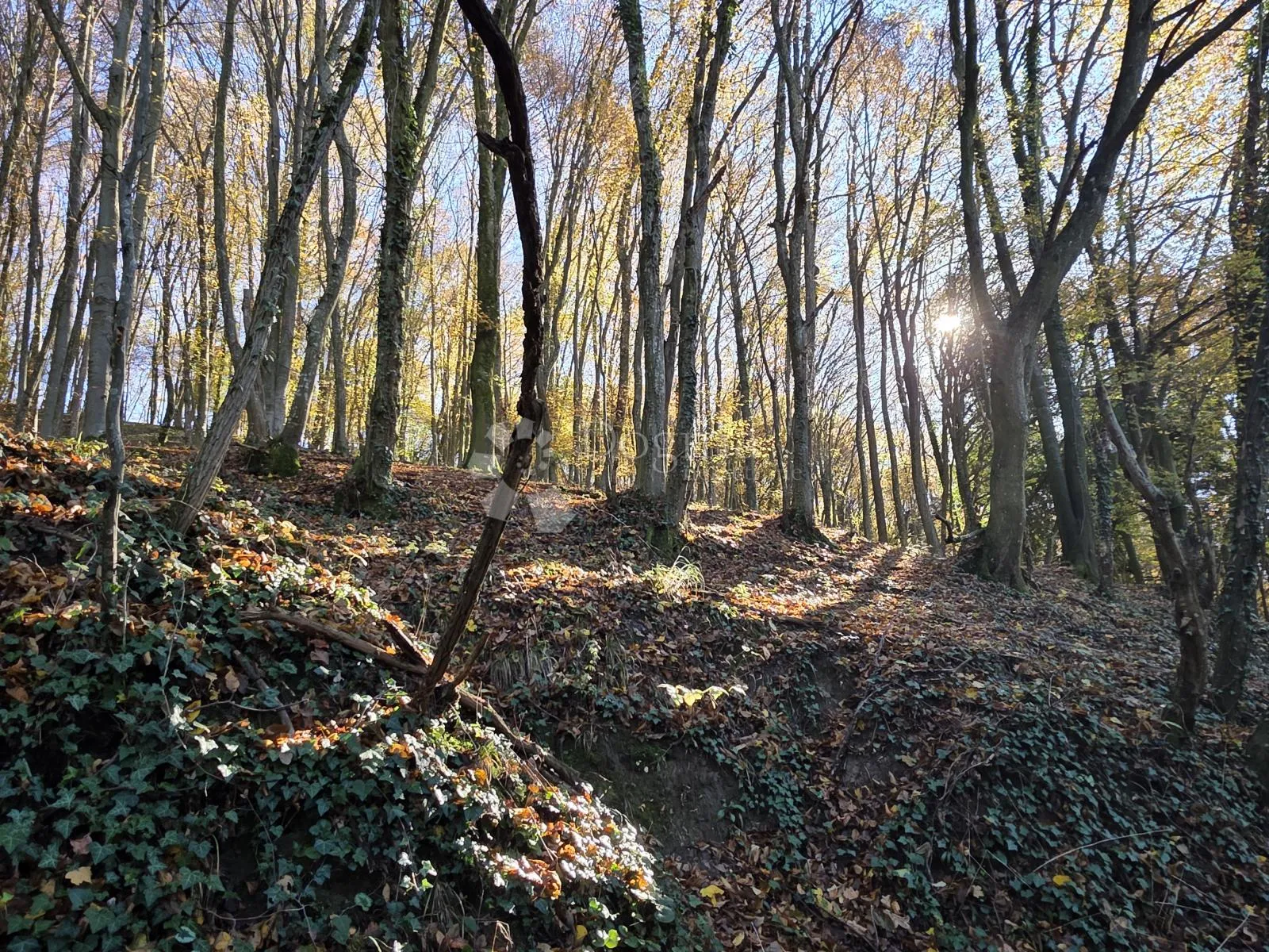 šuma i pašnjak 7.182m² u selnu kod krapinskih toplica - slika 8