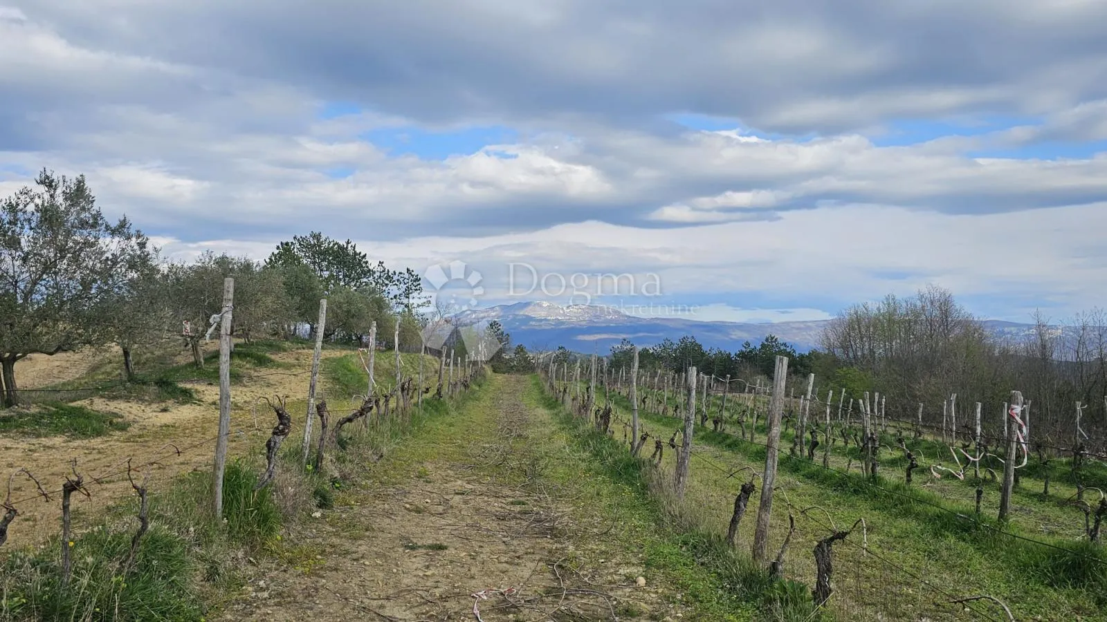 vinograd u oloici pazina - pogled na učku i more - slika 1