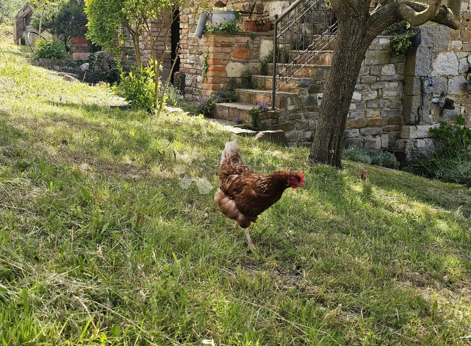 istarska autohtona kućica na brdašcu - slika 5