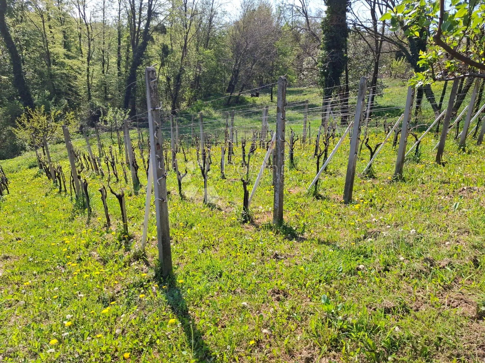 stražinec – klet s vinogradom, voćnjakom, površine 1.200 m² - slika 3