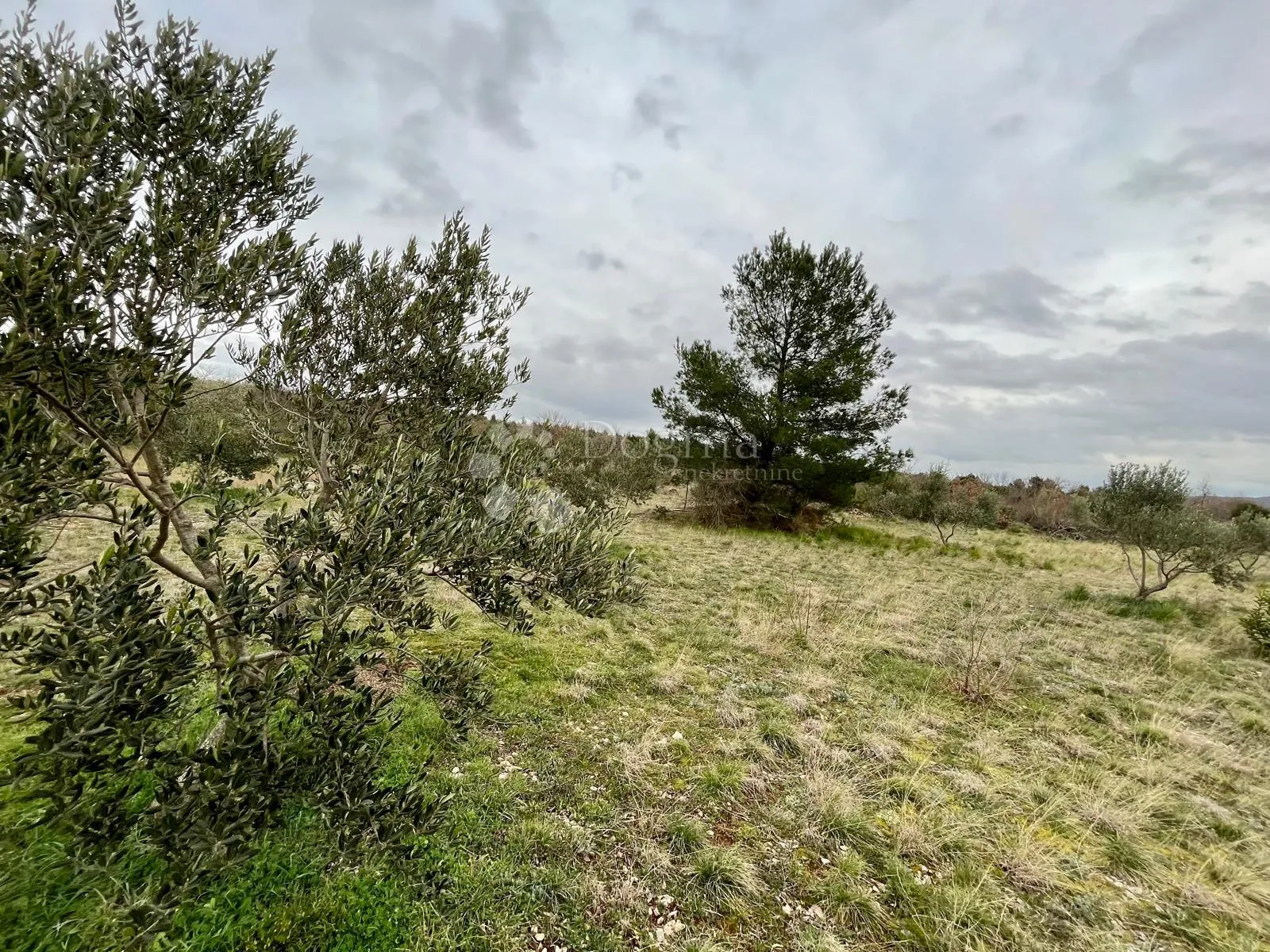 građevinsko zemljište 9.490 m² s maslinikom u rašteviću - slika 9