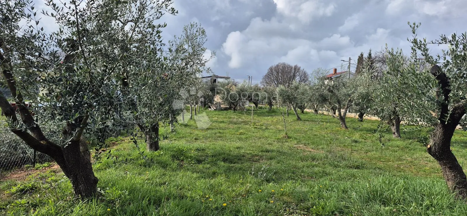 maslinik sa kamenim kažunom površine 15 m2, 1,5 km od mora - slika 10
