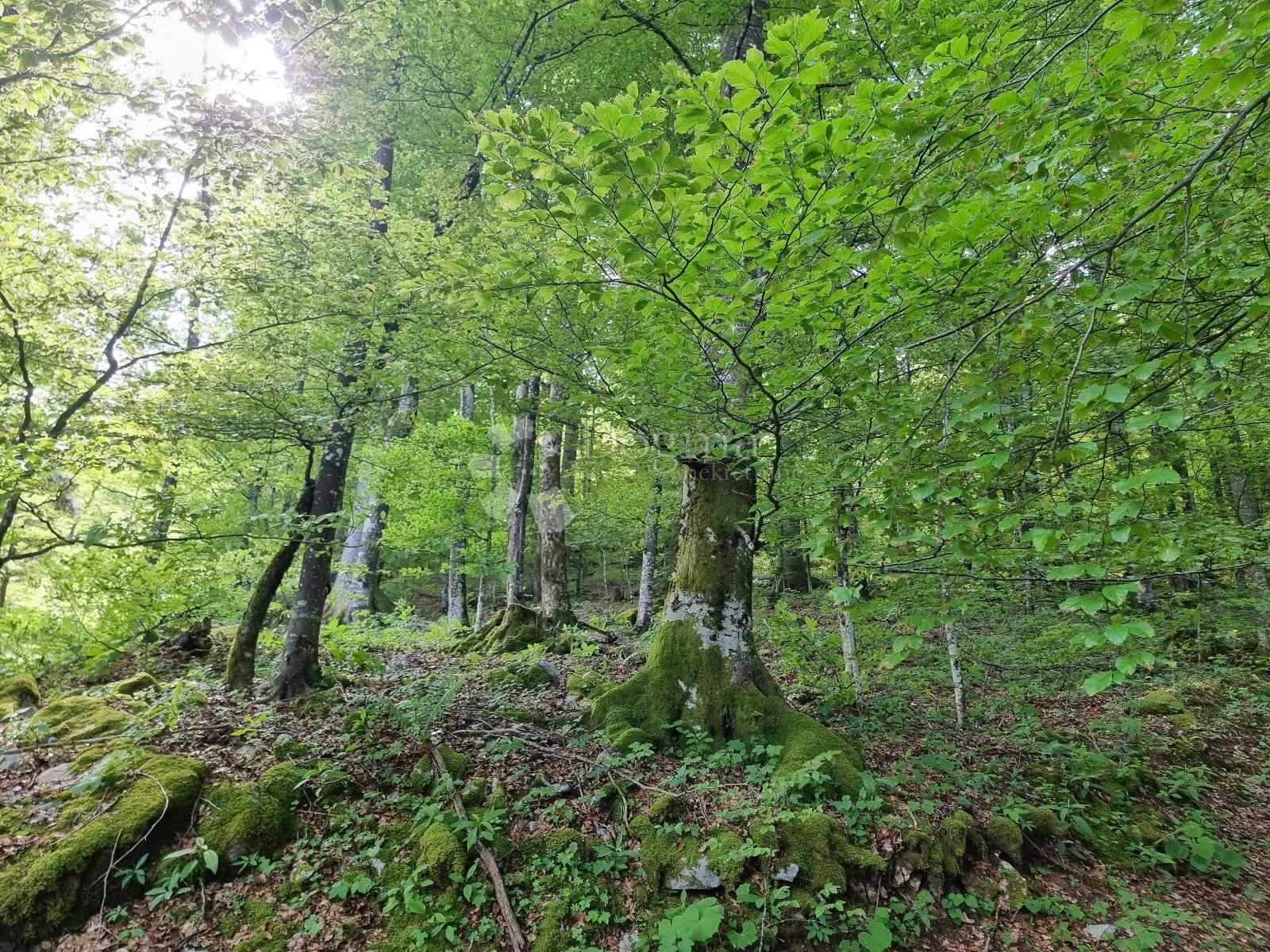Predivna šuma - Delnice