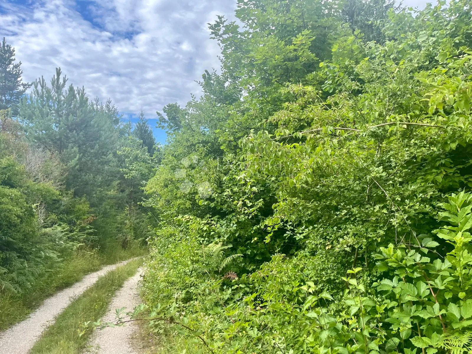 zemljište s vizijom – 20 ha netaknute prirode 10 minuta od plitvičkih jezera - slika 17