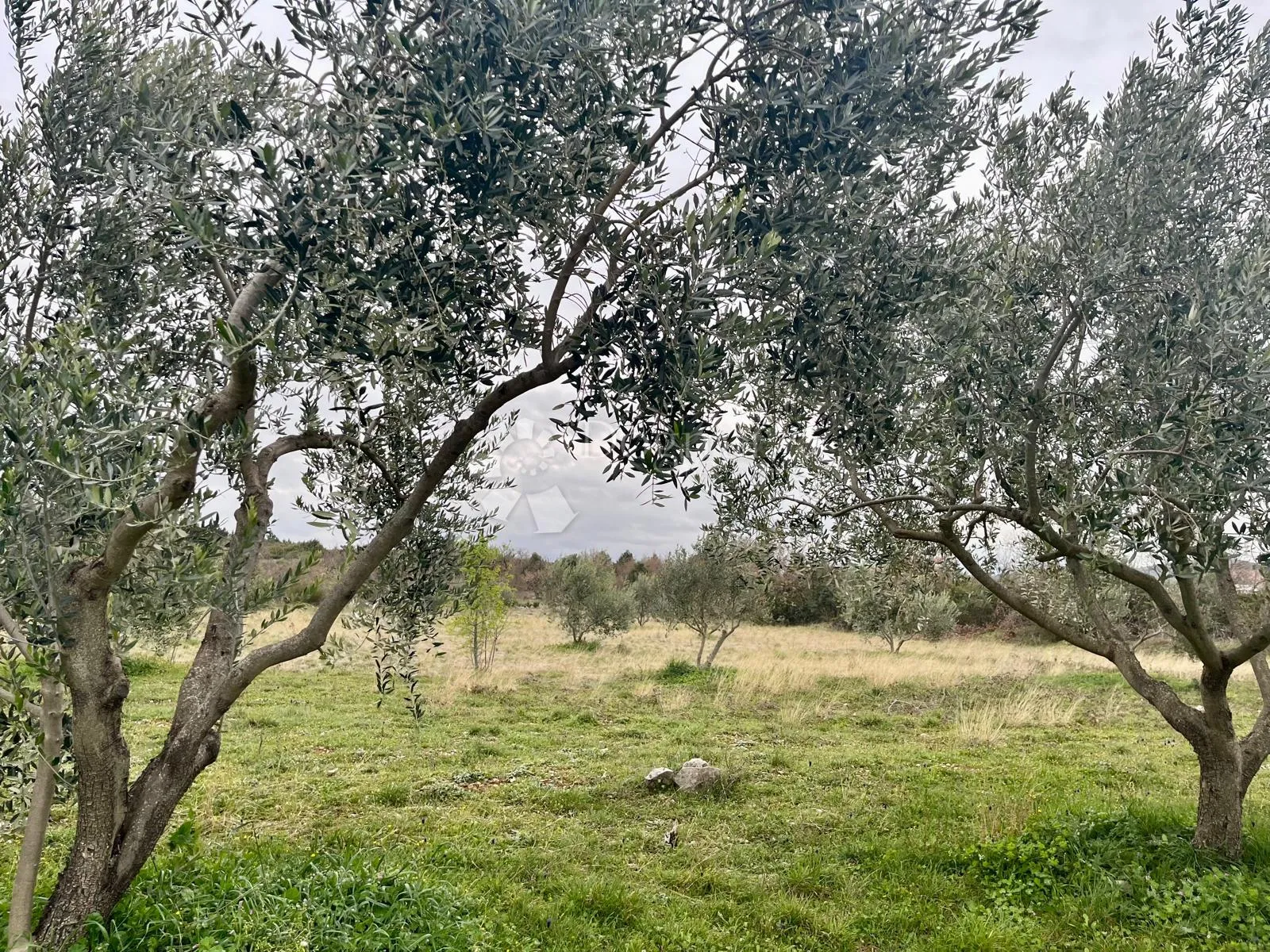 građevinsko zemljište 9.490 m² s maslinikom u rašteviću - slika 13