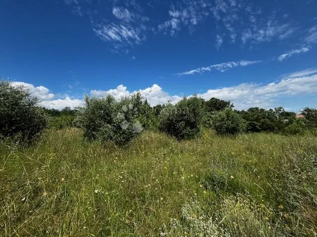 maslinik u kavranu - slika 3