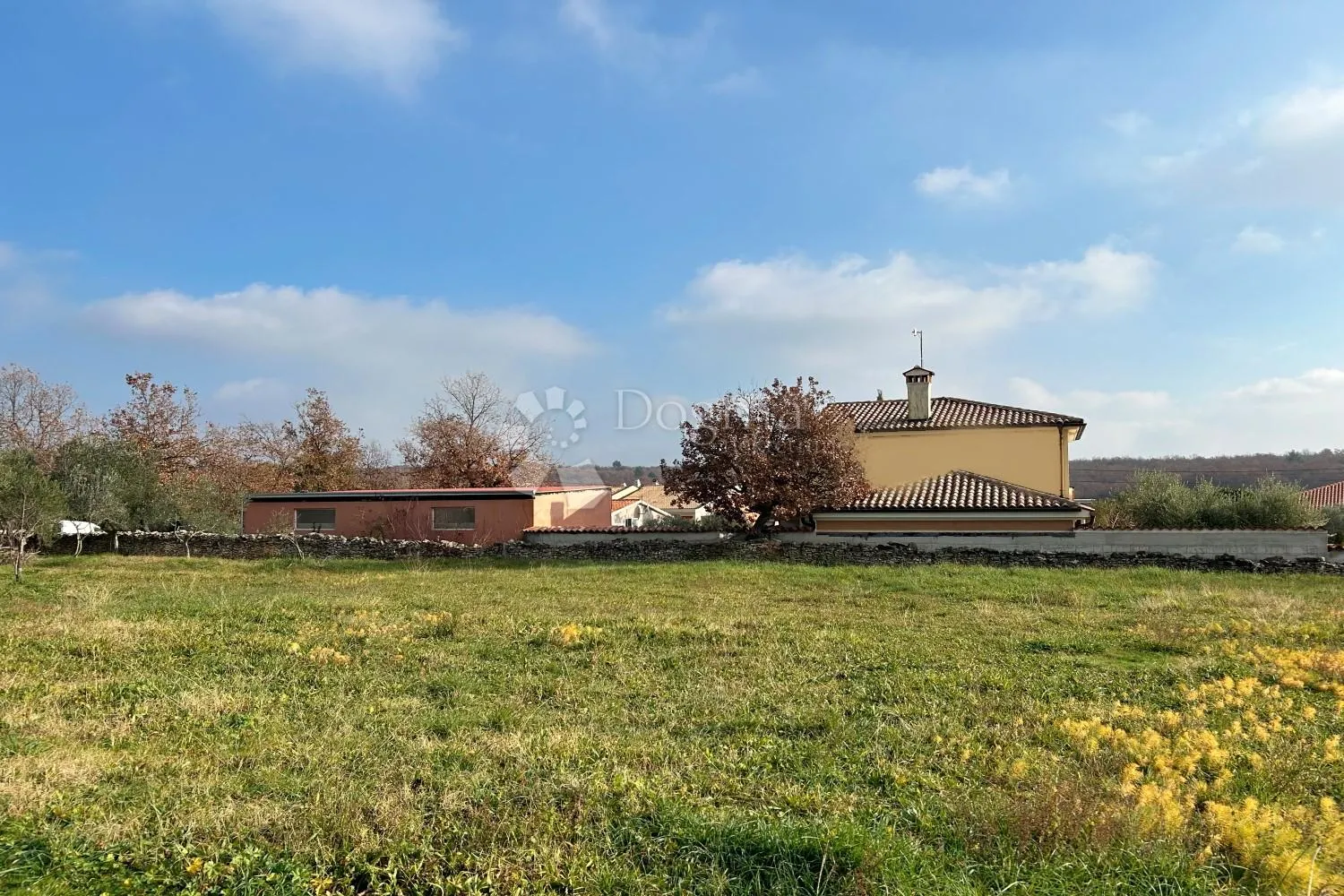 vodnjan – prostrana ravna parcela, suhozid, masline - slika 3