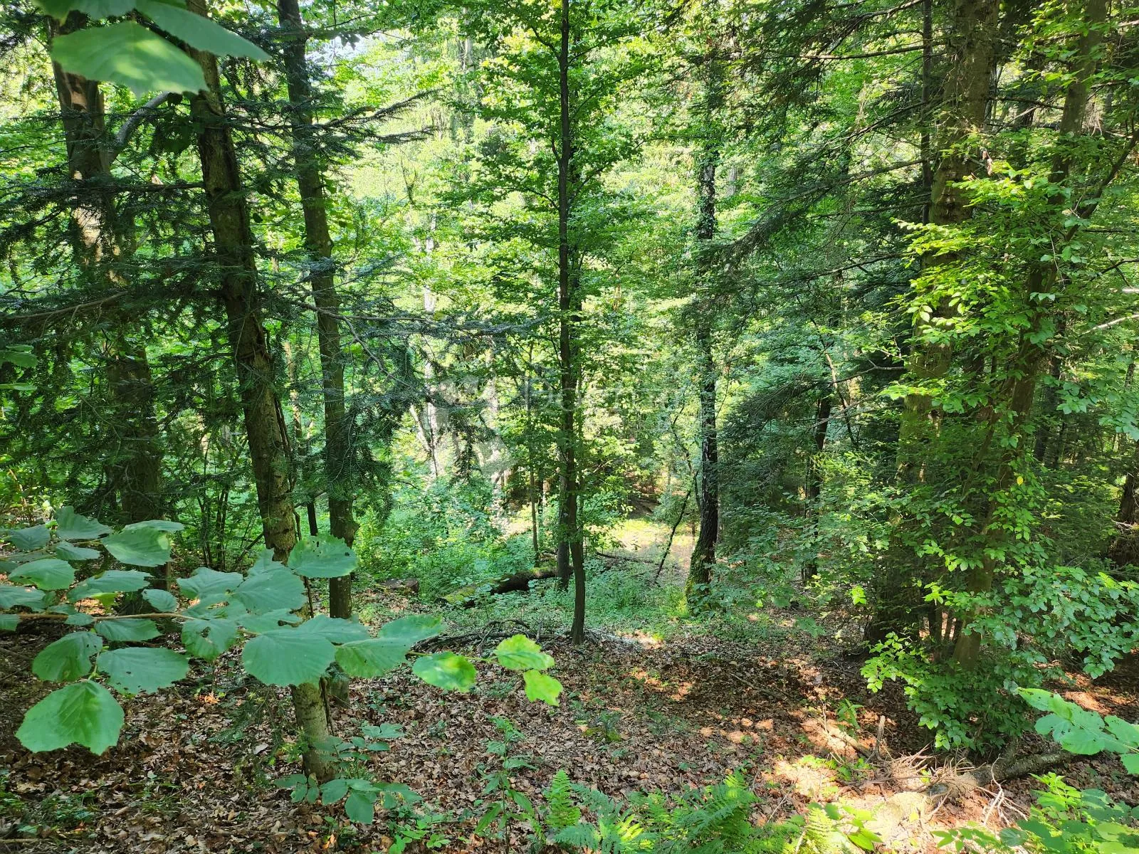 36.192m² zemljišta, šuma i oranice po atraktivnoj cijeni! - slika 6
