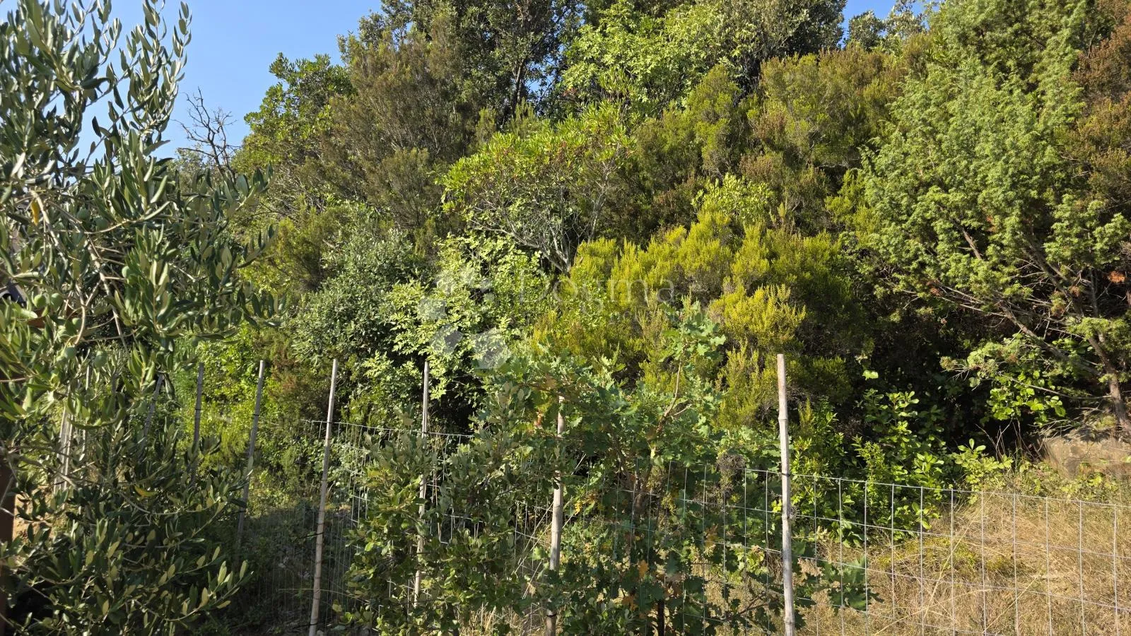 rab, kampor 4549 m2, šuma, prodaja - slika 5