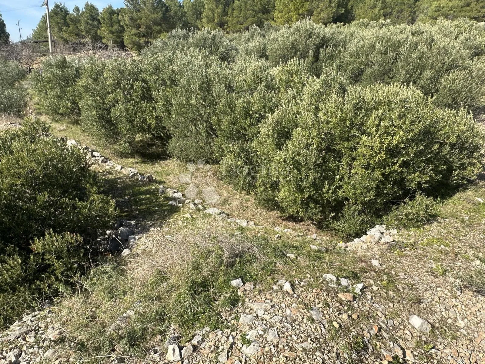 poljoprivredno zemljište zavala - 23400m2 - slika 4