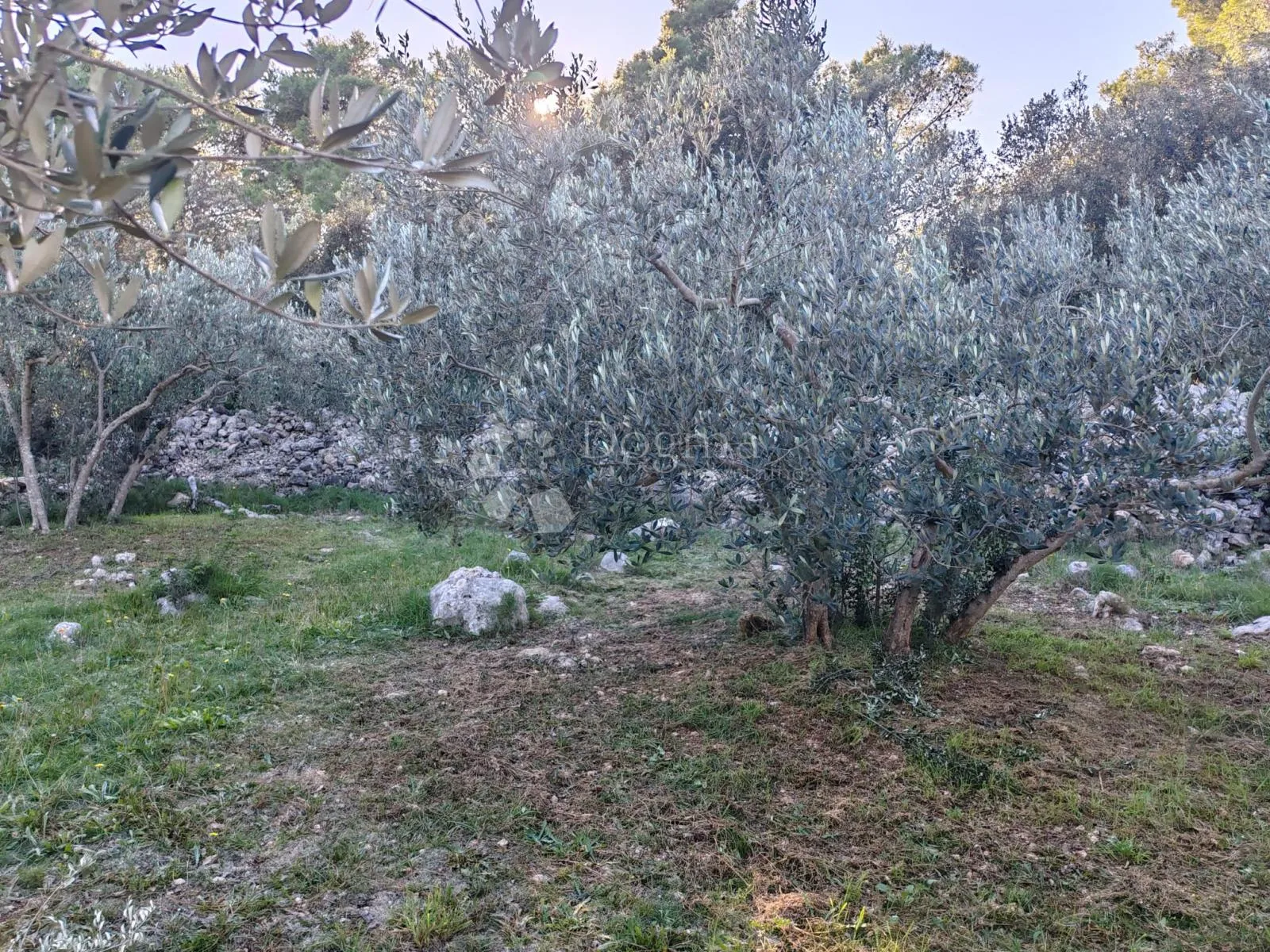 zablaće - šibenik - maslinik - slika 2