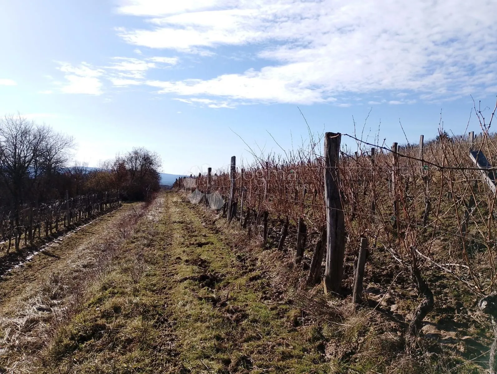 bektež - vinograd s vikendicom u blizini ribnjaka - slika 23