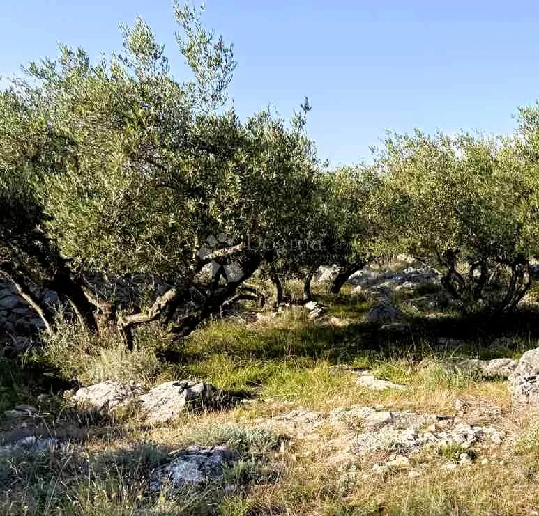 krk, maslinik sa 70 maslina - slika 2