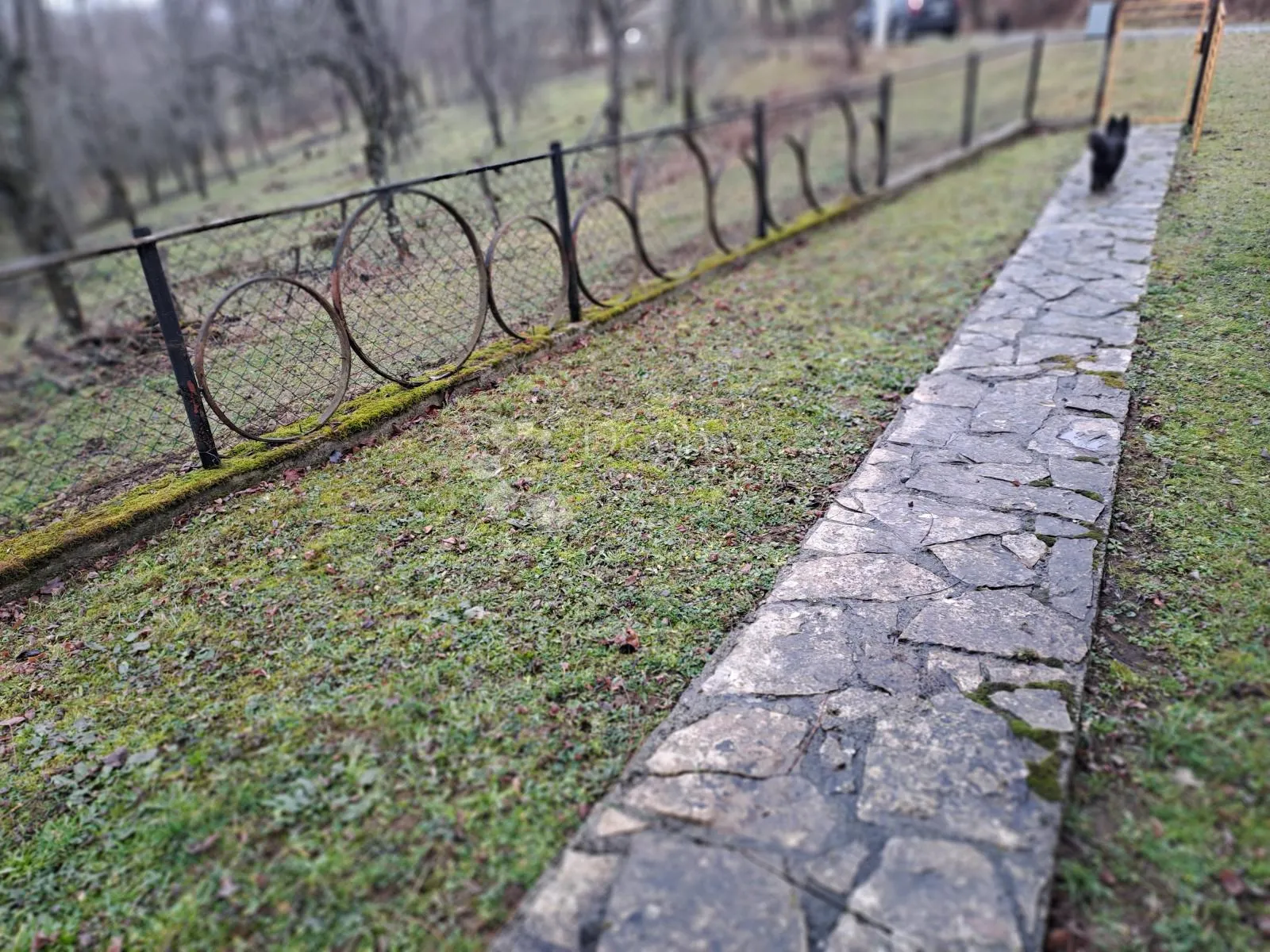 povoljna viksa na vrhu brda - slika 5