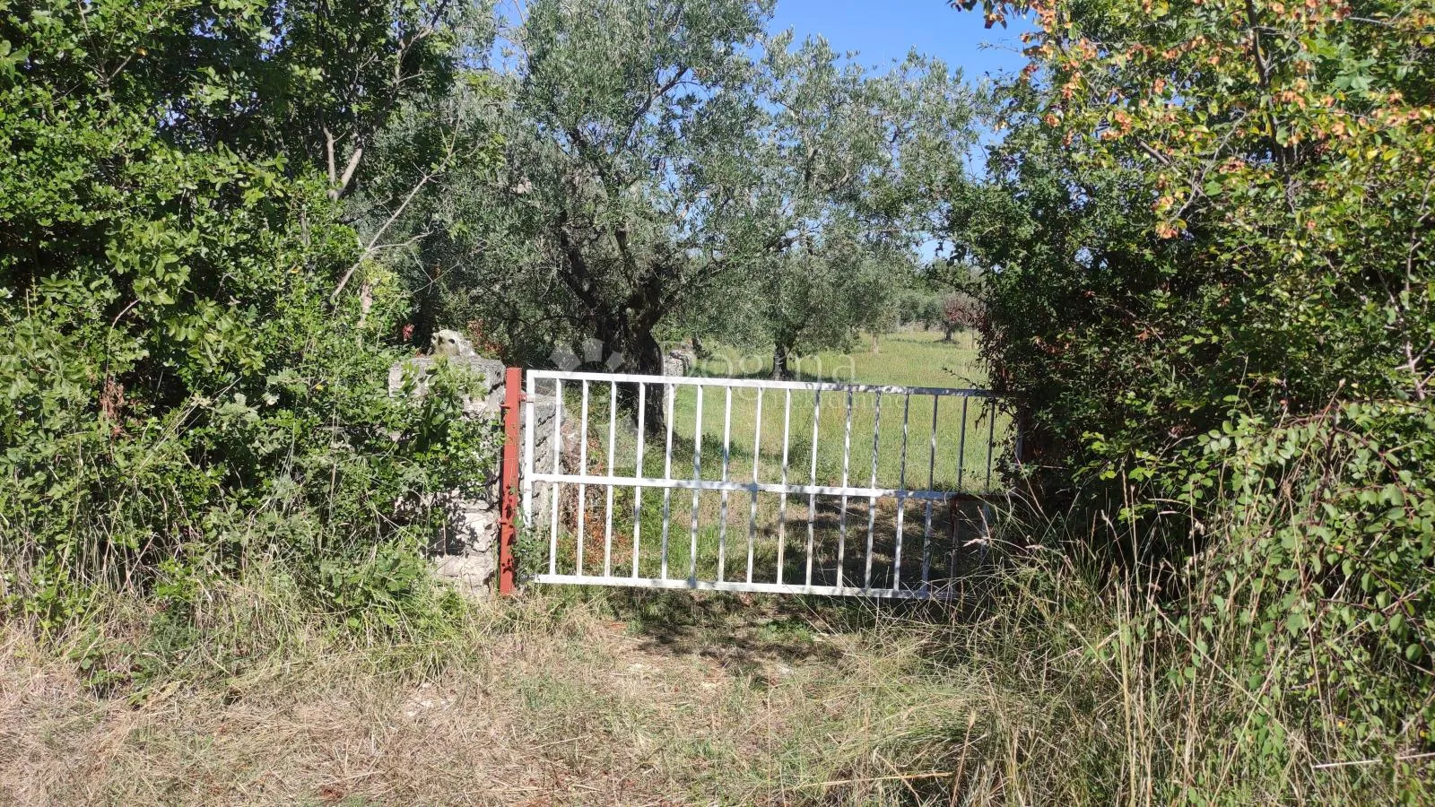 poljoprivredno zemljište - maslinik 950 m od mora - slika 4