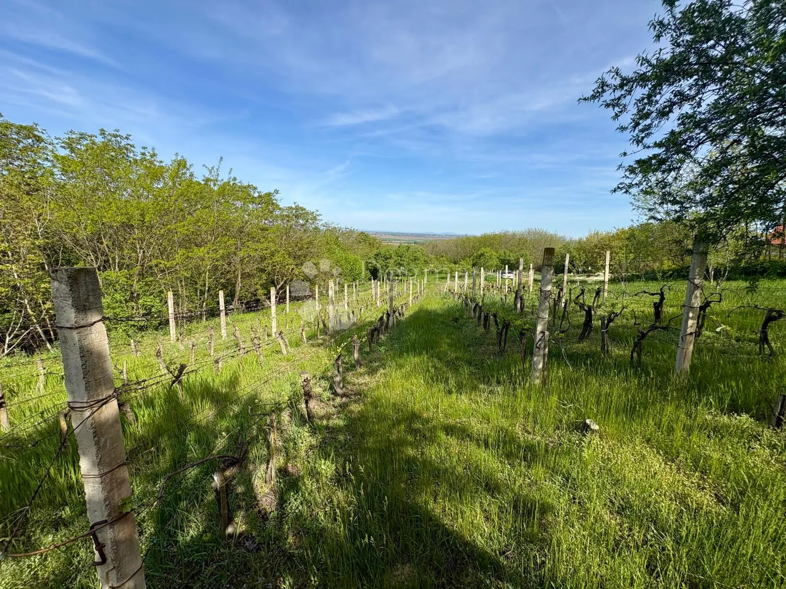 oaza mira i privatnosti – vikendica s vinogradom i 3.797 m² okućnice - slika 38