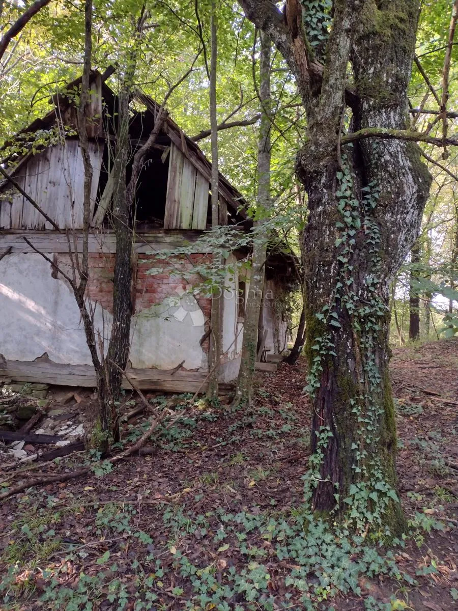 još 4.5 ha netaknute divljine - slika 5