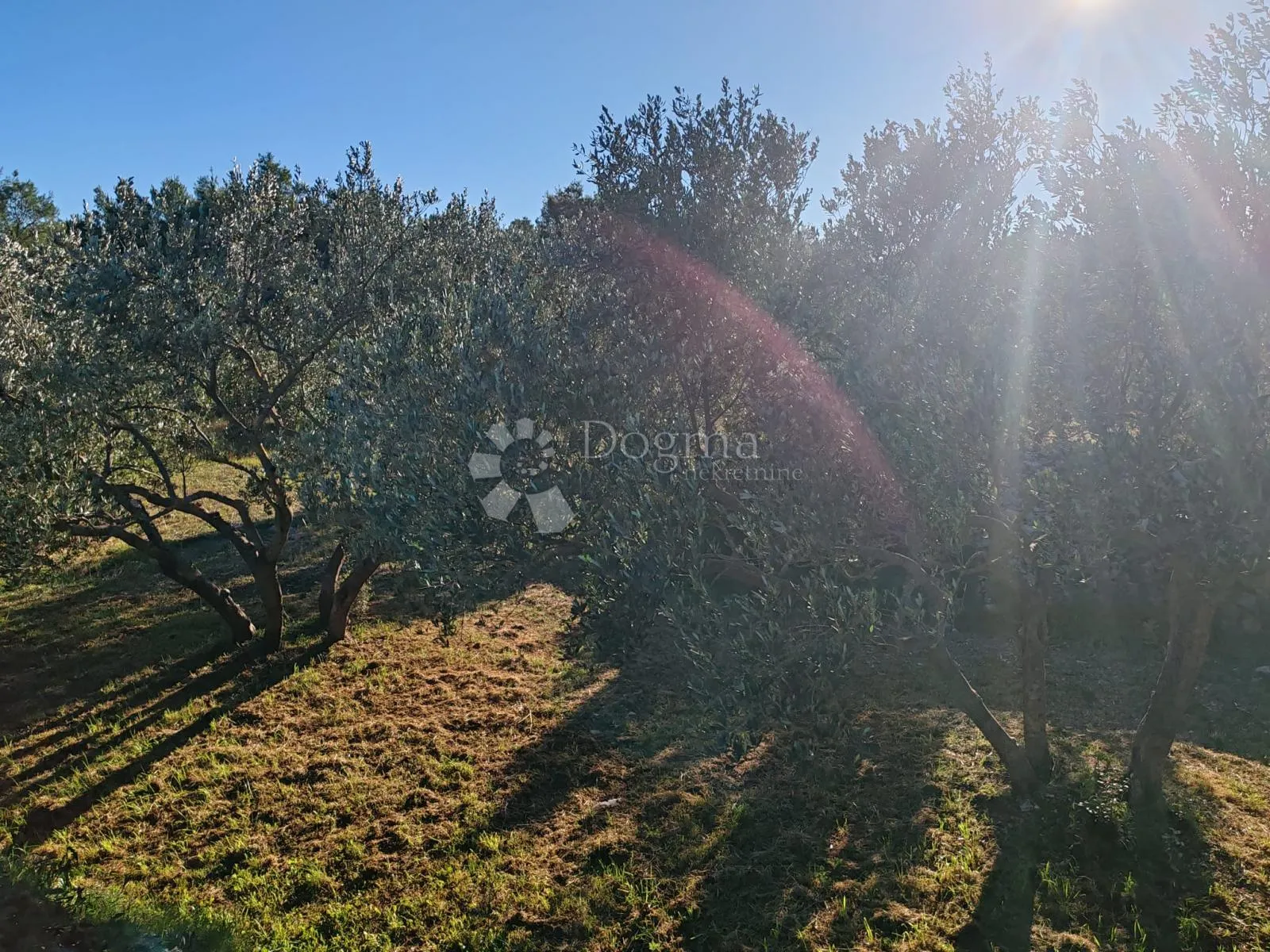 zablaće - šibenik - maslinik - slika 11