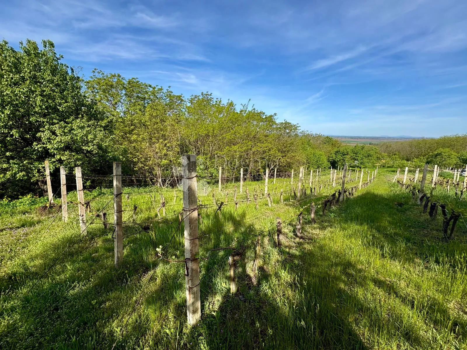 oaza mira i privatnosti – vikendica s vinogradom i 3.797 m² okućnice - slika 36