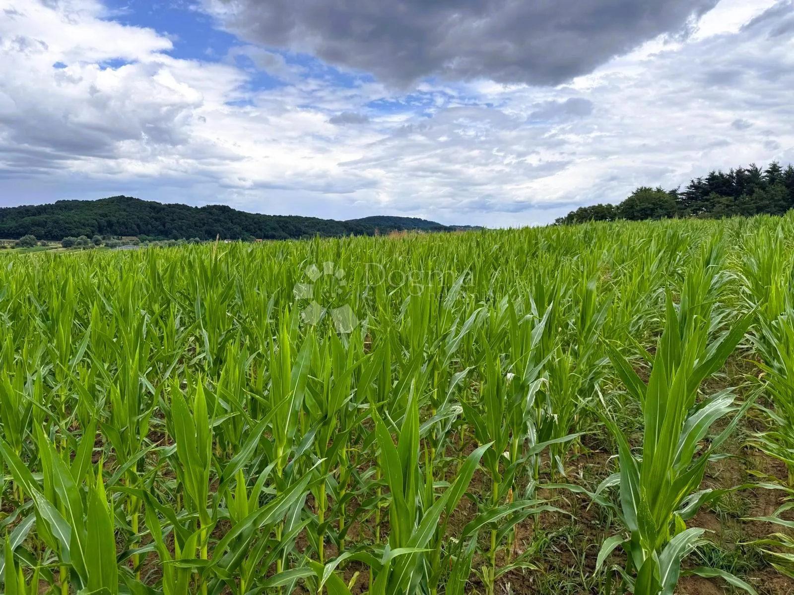 radovan - građevinsko zemljište 3115 m² - slika 3