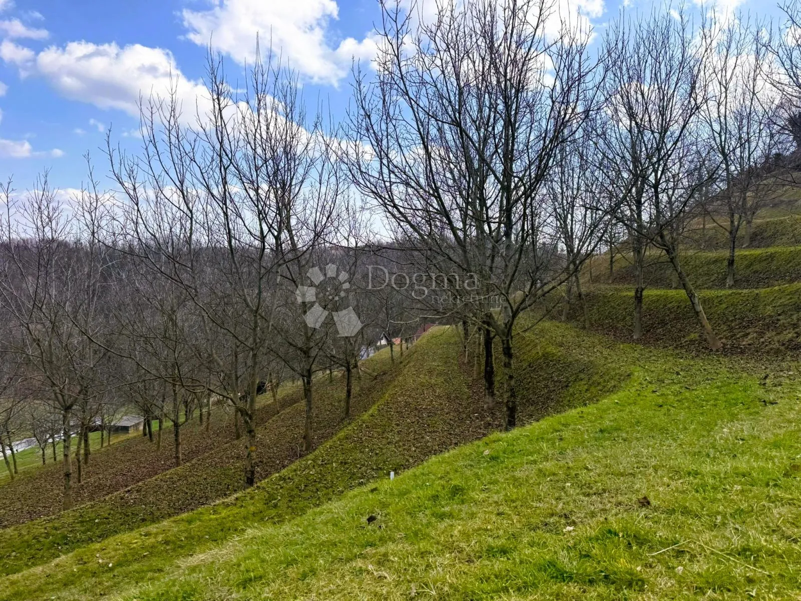 6495 m² prirodne ljepote - 16 terasa, 117 oraha i dva prilaza - slika 4