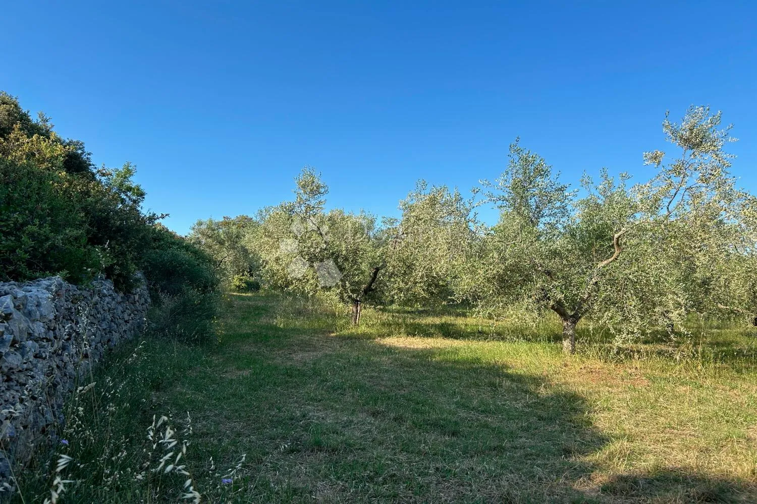 rovinj – rjetkost, odličan maslinik 300 m od mora - slika 2