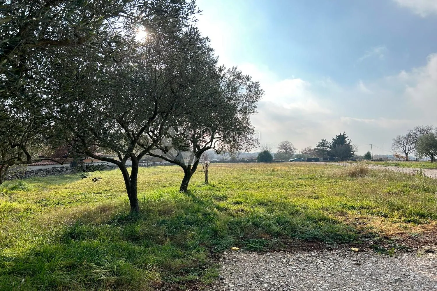 vodnjan – prostrana ravna parcela, suhozid, masline - slika 2