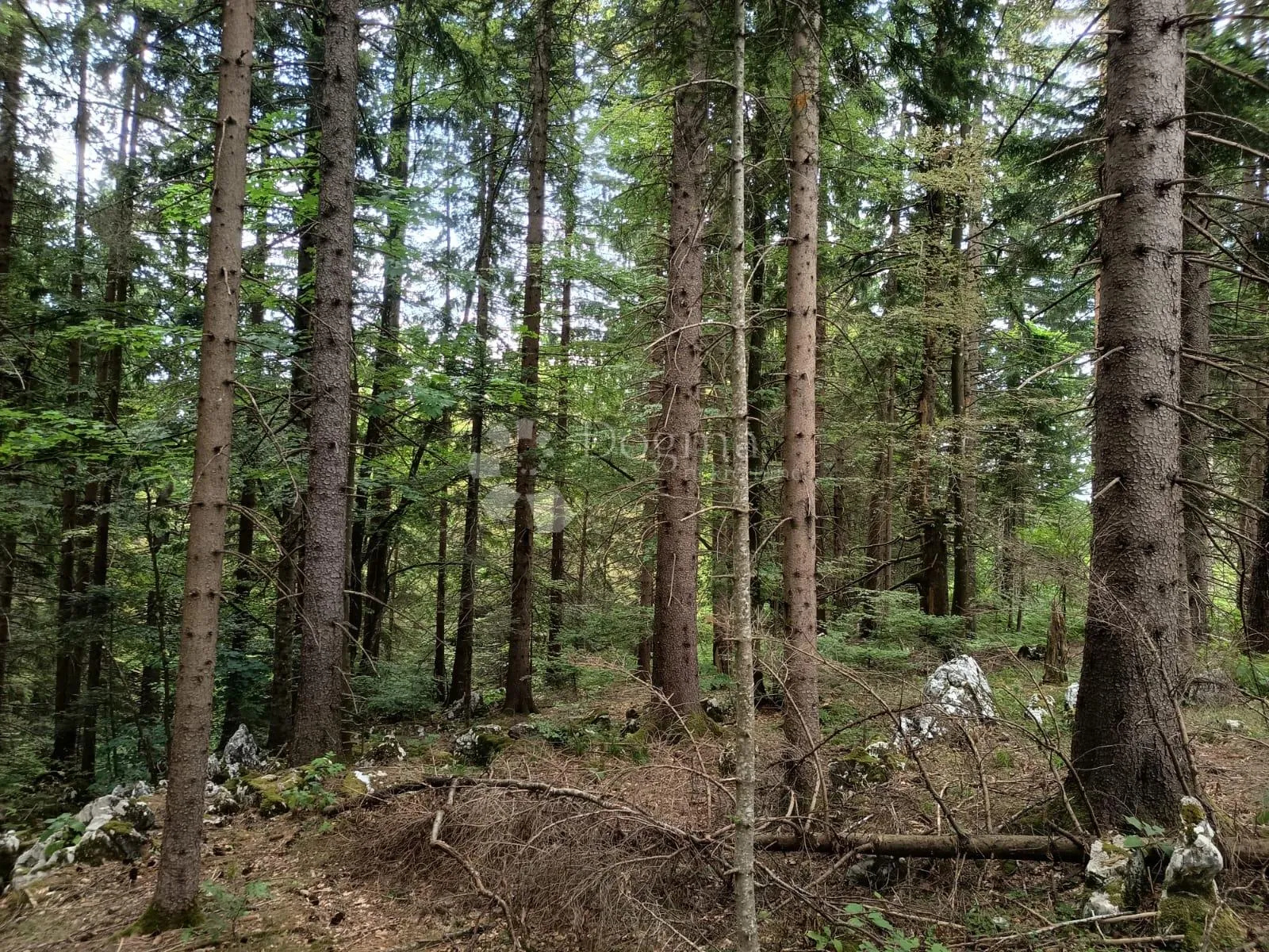 šuma na plitvicama - slika 2