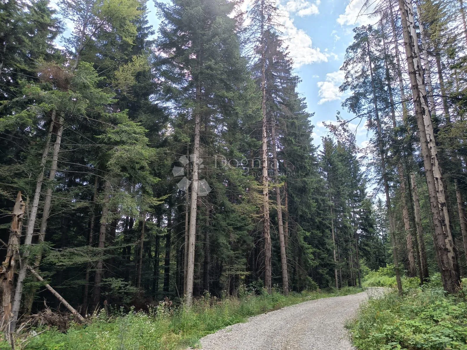 šuma na plitvicama - slika 5