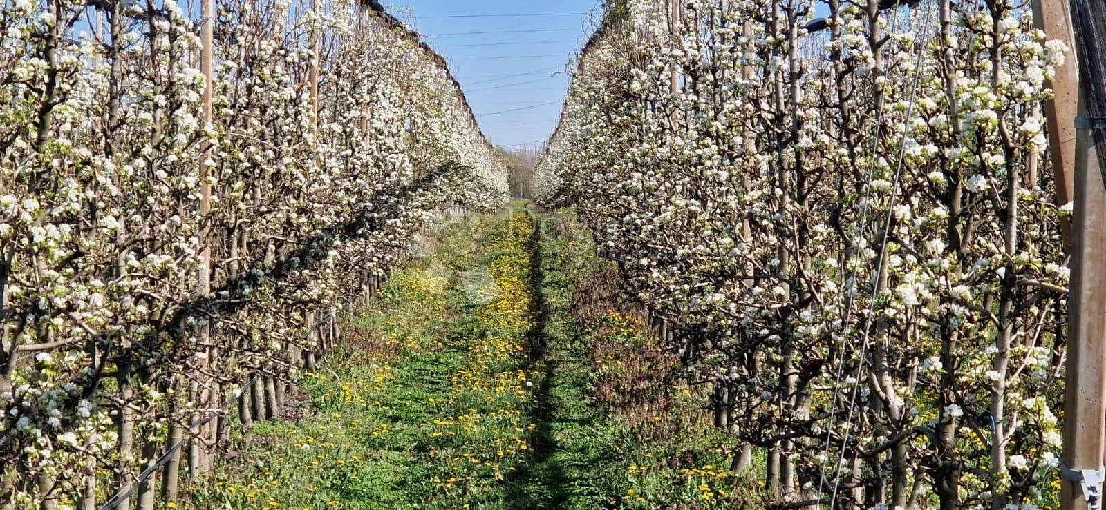voćnjak beli manastir 7,3 ha u komadu šljiva, kruška - slika 4