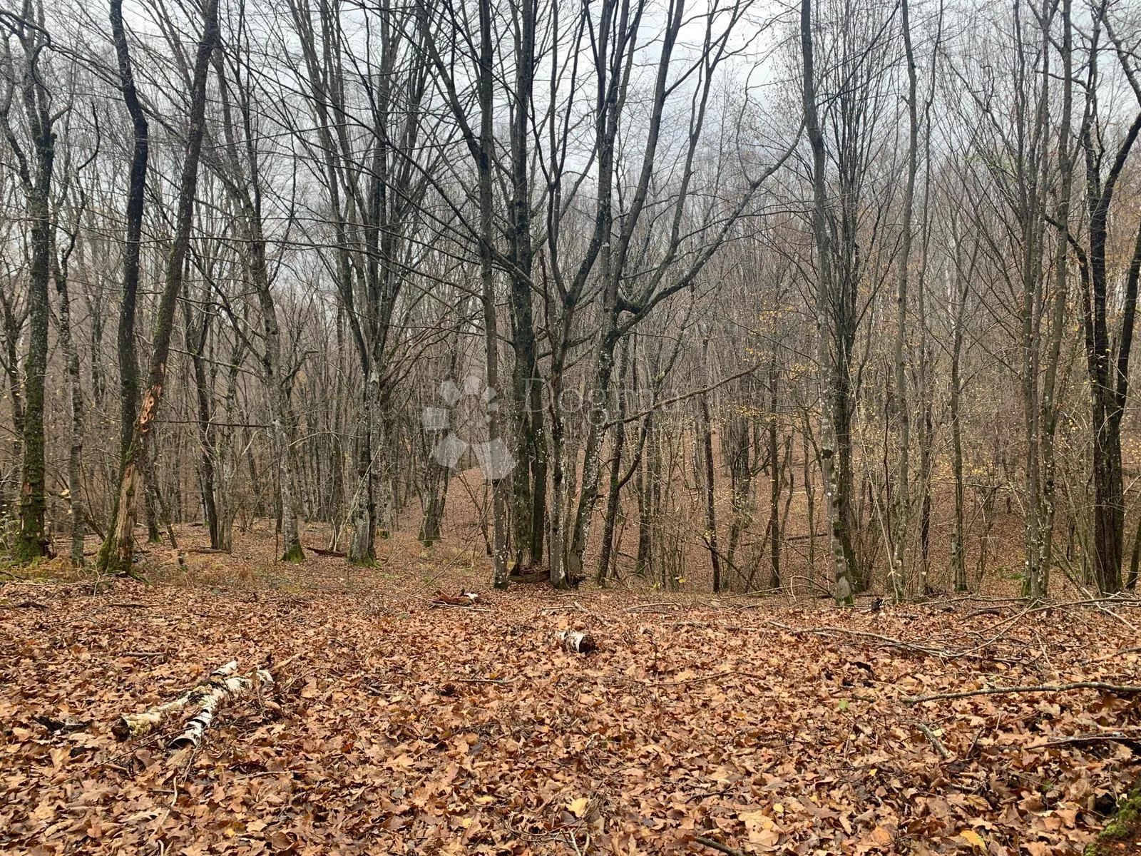 4ha grabove šume u komadu - slika 3