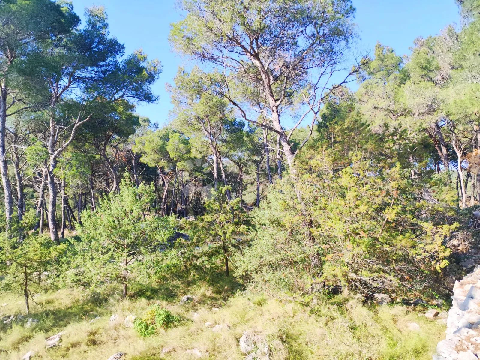 poljoprivredno zemljište prvi red uz more, milna - slika 5