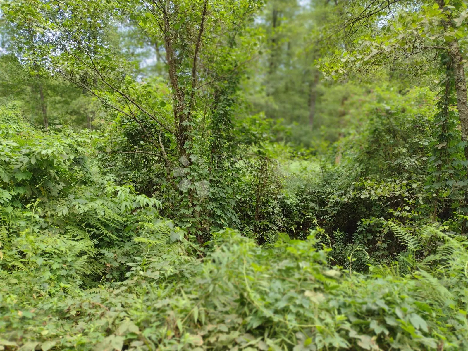 blatuša - 11.2ha - potok, konji !!! - slika 3