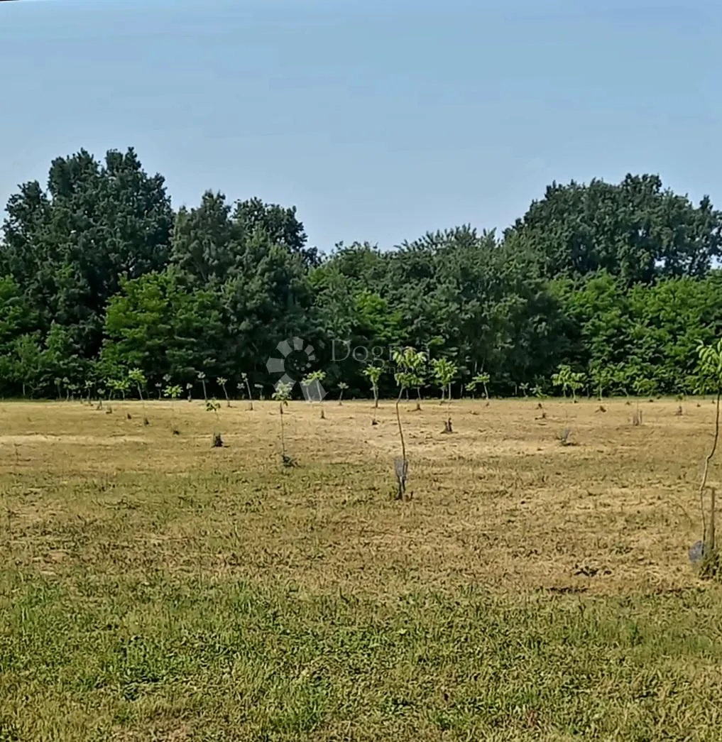 nasad oraha 15.000 m² – odlična investicija - slika 2