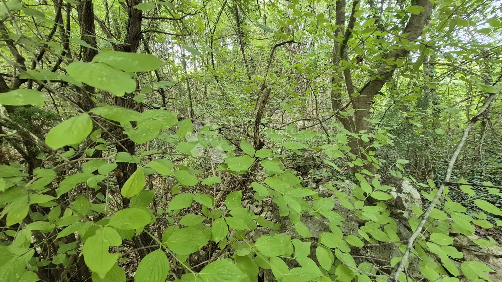 poljoprivredno zemljište 11.980 m2, 600 m od mora - slika 2