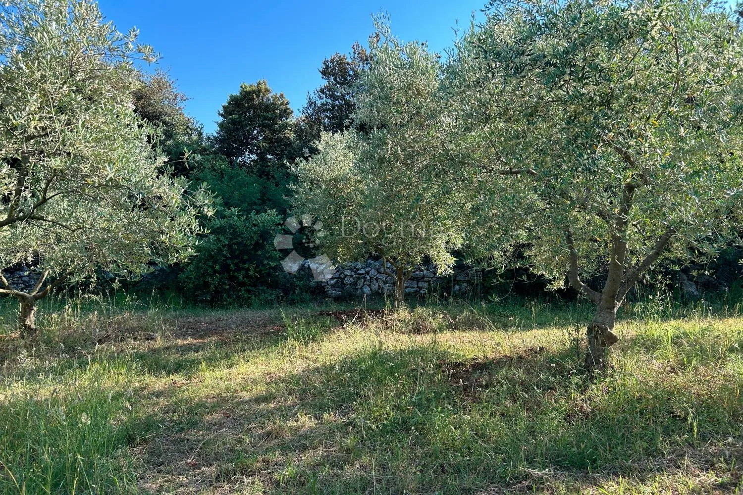 rovinj – rjetkost, odličan maslinik 300 m od mora - slika 16