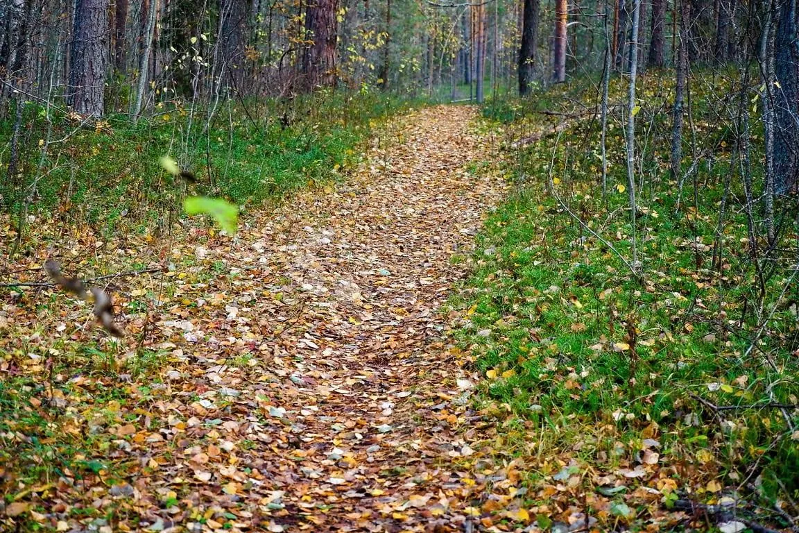 Poljoprivredno zemljište šuma od 3876m2 do 23091m2 - Labin